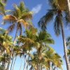 05 Guadeloupe